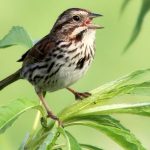 Song Sparrow, Kenneth Cole Schneider