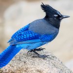 Steller's Jay by Dimostudio/Shutterstock