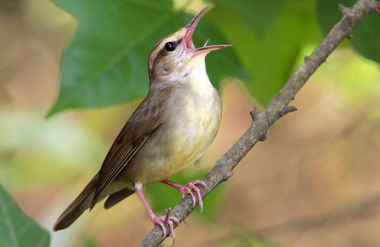 Swainson's Warbler, Greg Lavaty