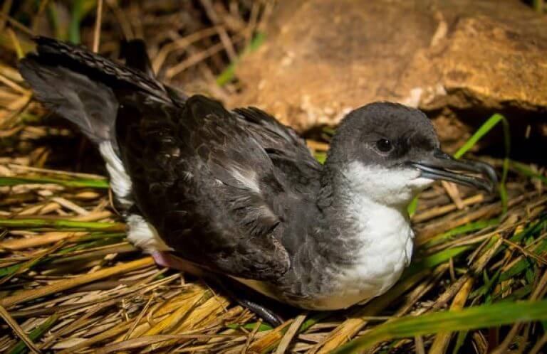 Townsend's Shearwater, GECI