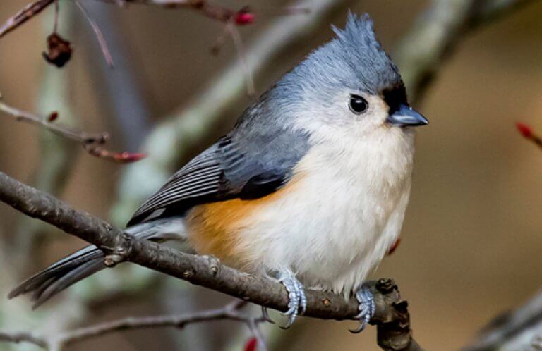 Tufted Titmouse