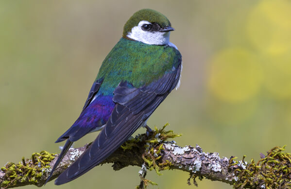 Violet-green Swallow