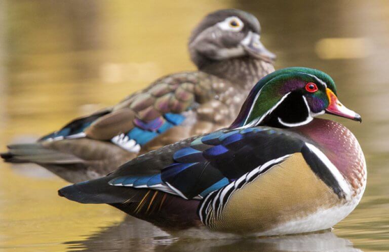 Wood Duck, Mircea Costina, Shutterstock