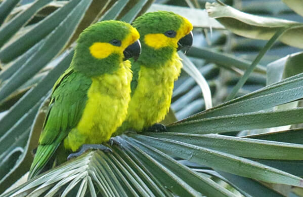 Yellow-eared-Parrots_Glenn-Bartley