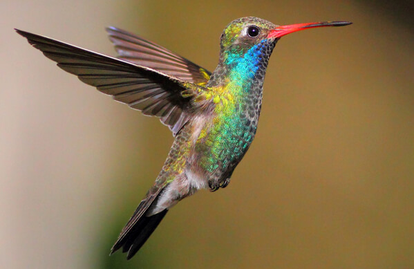 Broad-billed Hummingbird, Greg Homel, Natural Elements Productions