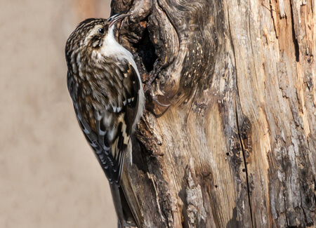 Brown Creeper, FotoRequest, Shutterstock