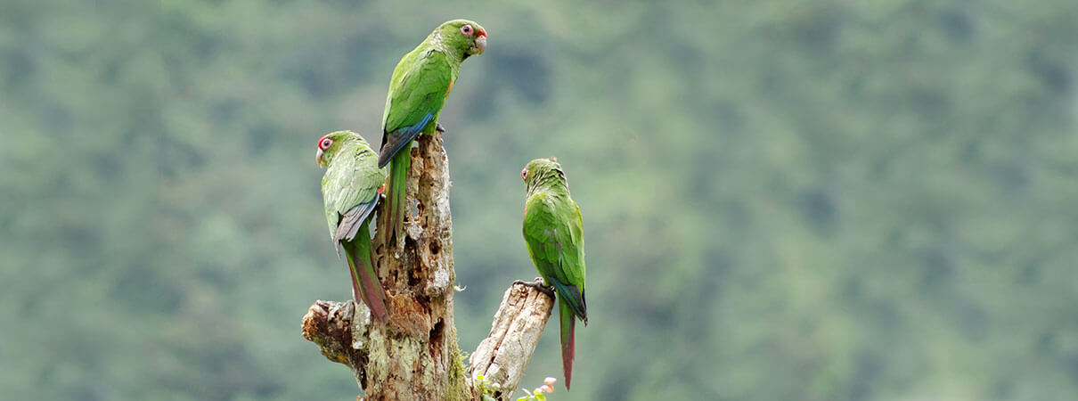 El Oro Parakeet. Photo by Francisco Sornoza/Fundación Jocotoco