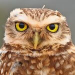 Burrowing Owl portrait. Photo by Greg Homel, Natural Elements Productions.