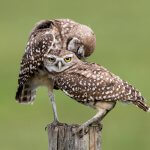 Two burrowing owls cuddling on a fence post in South Florida. Photo by Bob Branham, Shutterstock.