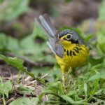 Canada Warbler. Photo by Owen Deutsch.