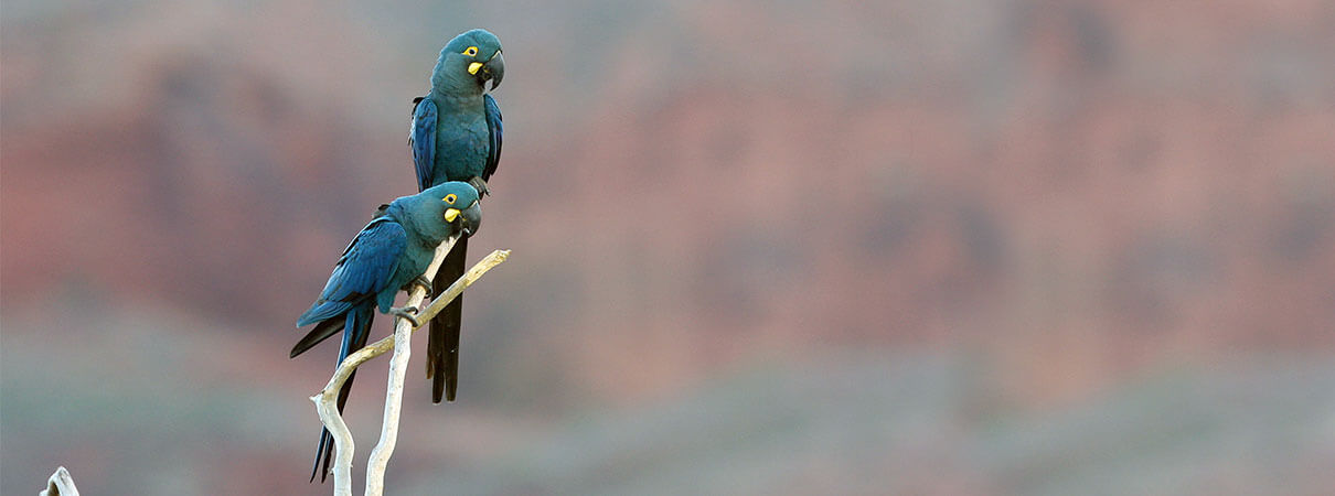 Canudos Biological Station is one of our top birding destinations. Photo by Ciro Ginez Albano