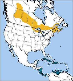 Cape May Warbler map, NatureServe