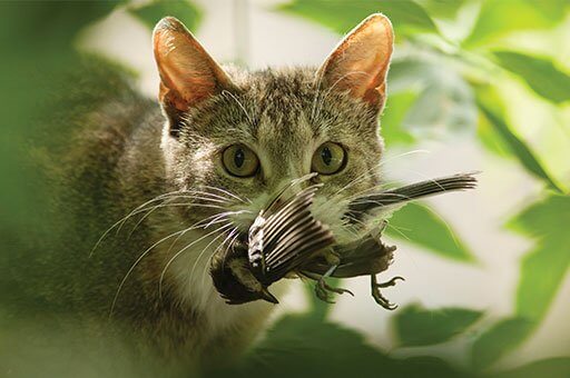 Predatation by cats can reduce hummingbird lifespans.