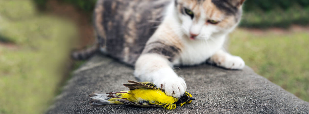 Cat with Hooded Warbler. Photo by forestpath/Shutterstock