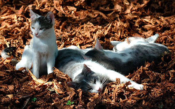 Outdoor cats suffer a much higher incidence of injury, parasites, and disease than cats kept indoors. They also take a heavy toll on birds -- and spread diseases like toxoplasmosis to humans and other species. Photo by stock.xchng