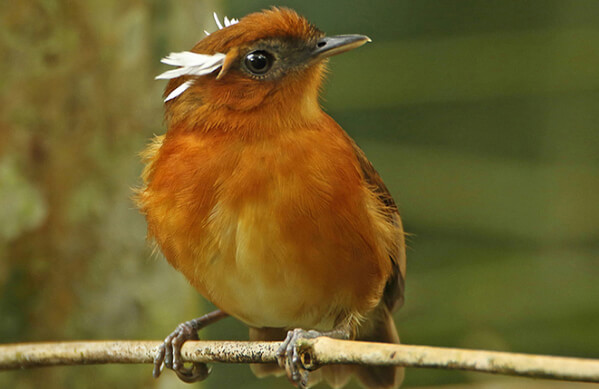 Ceará Gnateater, Gary Thoburn