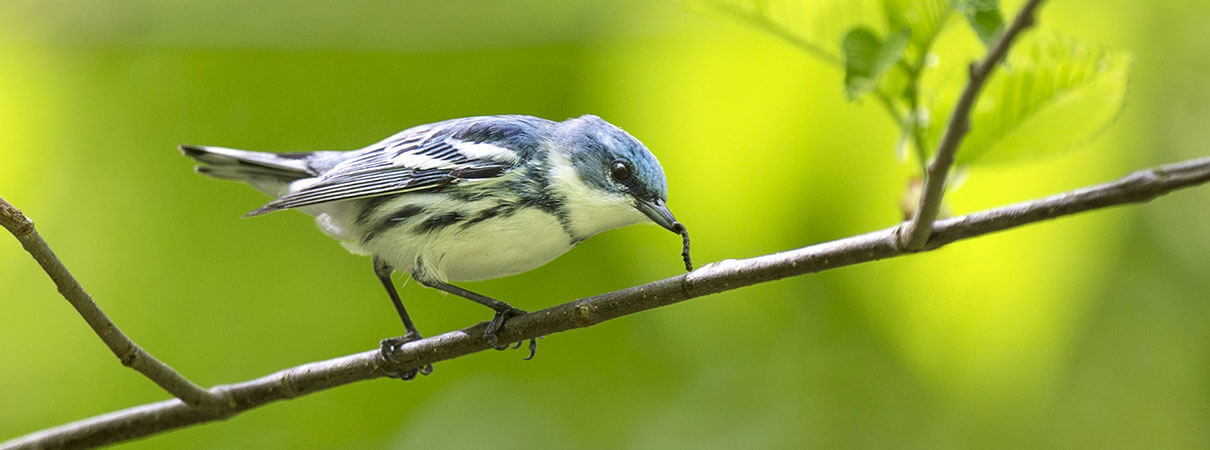 Cerulean Warbler. Photo by Ray Hennessy/Shutterstock