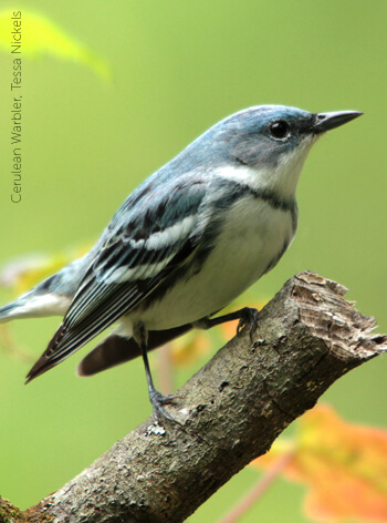 Cerulean Warbler, Tessa Nickels