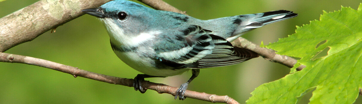 Loss of habitat in Latin America has contributed to steep declines of the Cerulean Warbler, which spends its winters there. Photo: Tessa Nickels