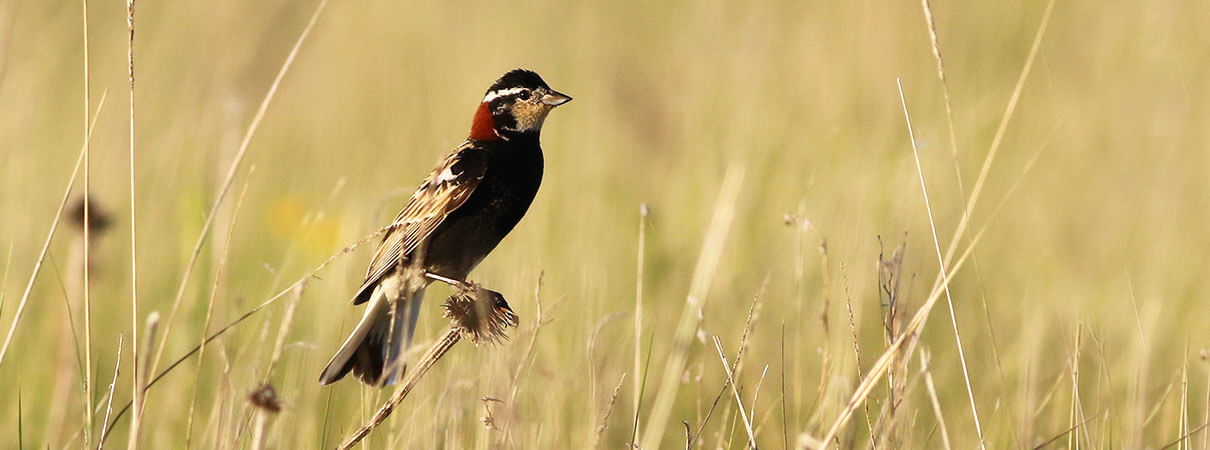 Chestnut-collared Longspur. Photo by Mike Parr