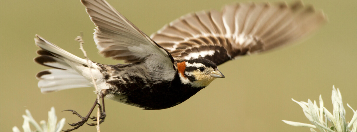 Chestnut-collared Longspur is one of many grassland species that benefits from rotational grazing of cattle. Managed well, the grazing can mimic the effects of bison, which historically roamed this area. Photo by All Canada Photos/Alamy Stock Photo