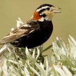 Chestnut-collared Longspur, All Canada Photos, Alamy Stock Photos