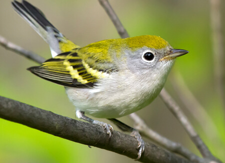 Chestnut-sided Warbler, fall plumage, Frode Jacobsen