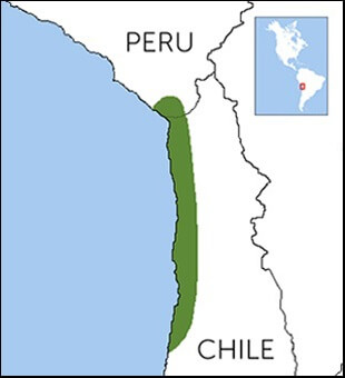 Chilean Woodstar map, NatureServe