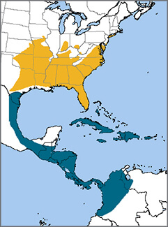 Chuck-wills-widow-map, NatureServe