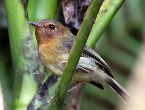 Cinnamon-breasted Tody-Tyrant, Abra Patricia Reserve. Photo by Andrew Spencer