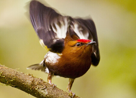 Club-winged Manakin. Photo2_Dusan Brinkhuizen