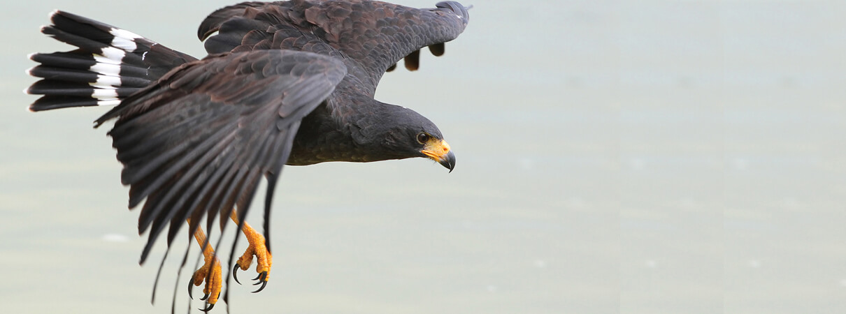 Common Black-Hawk is one of the focal species of the Big Bend BirdScape, in Texas. Photo by Alfred Yan