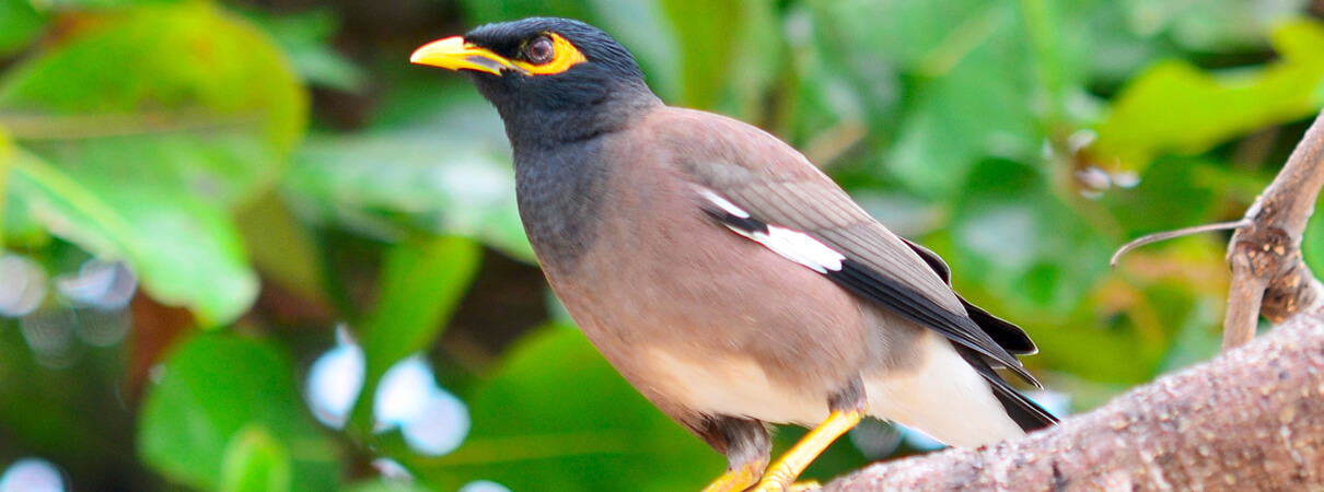 Common Myna (Non-native Hawaiian Bird) by NRT, Shutterstock