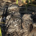 Common Nighthawk and chick. Photo by BC Canada, Evan Larson, Macaulay Library at the Cornell Lab of Ornithology.