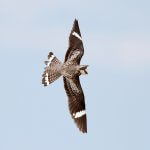 Common Nighthawk hunting. Photo by Steve Kolbe, Macaulay Library at the Cornell Lab of Ornithology.