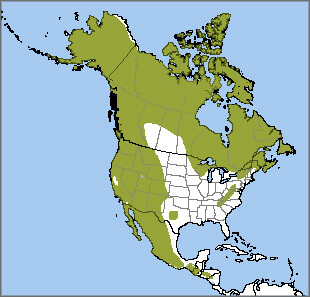 Common Raven map, NatureServe