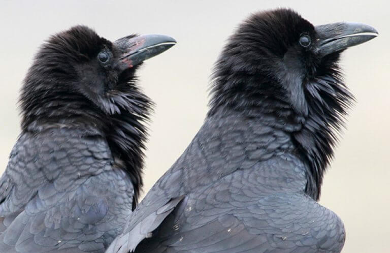 Common Raven, Mike Parr