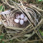 Common Yellowthroat eggs and nest. Photo by Lucas Foerster, Macaulay Library at the Cornell Lab of Ornithology