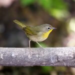 Common Yellowthroat female by Stubblefield Photography, Shutterstock