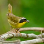 Common Yellowthroat by Paul Reeves Photography, Shutterstock