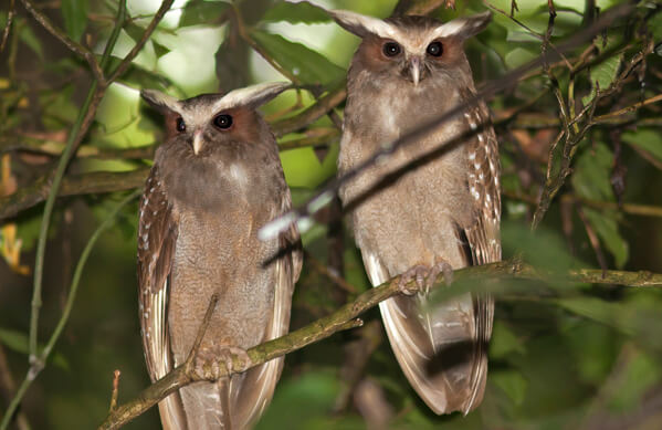 Crested Owl, Pieter Verheij