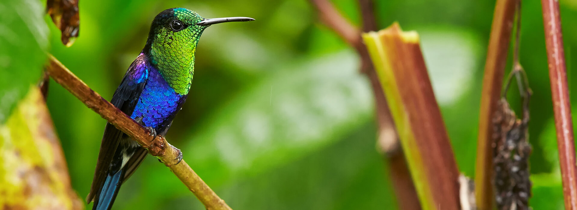 Crowned Woodnymph, Martin Mecnarowski/Shutterstock