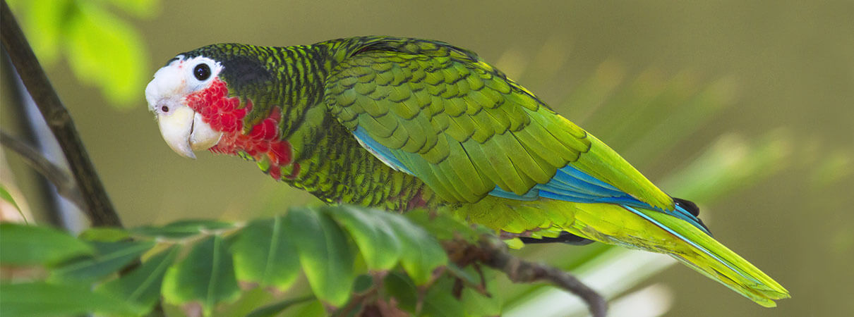 Cuban Parrot. Photo by Natalia Kuzmina/Shutterstock.