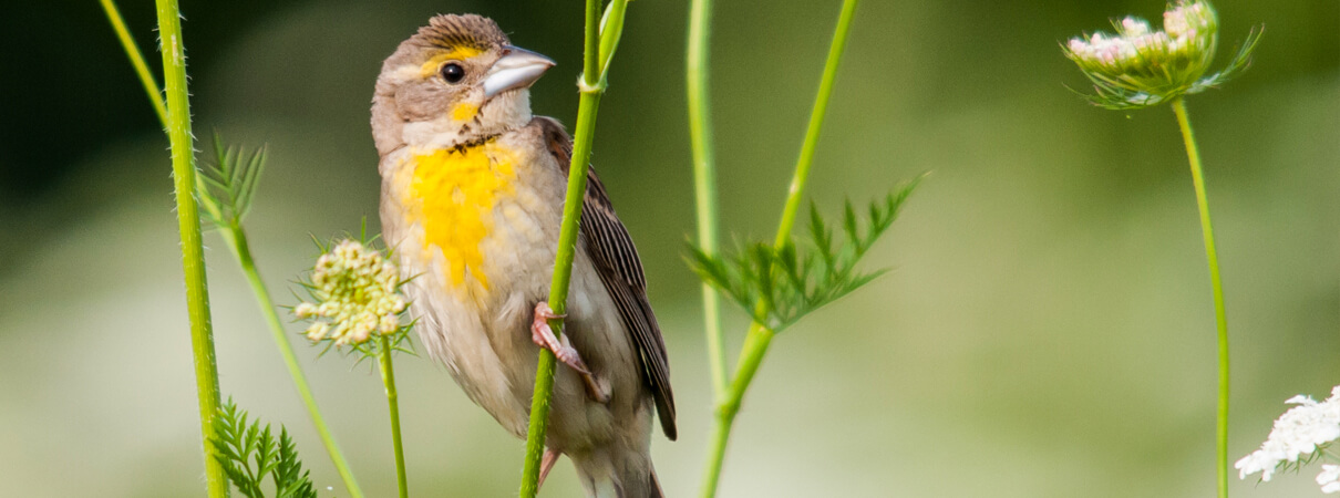 Dickcissel, Paul Sparks/Shutterstock