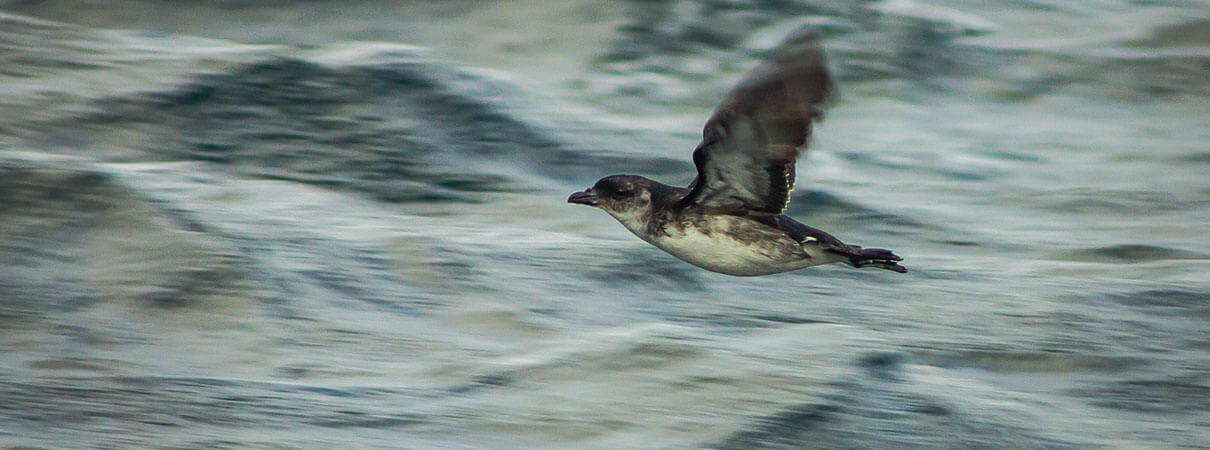 Peruvian Diving-petrel in flight. Photo by Piotr Velixar/Shutterstock.