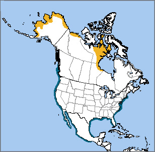 Dunlin map, NatureServe