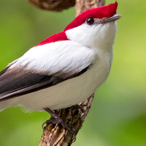 Help birds by supporting eco-tourism. Photo: Araripe Manakin, Ciro Albano