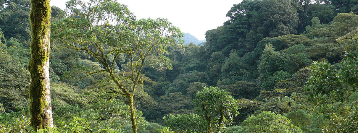 El Jaguar Reserve in Nicaragua provides crucial wintering habitat for Golden-winged Warbler and other neotropical migrants. Photo by Andrew Rothman