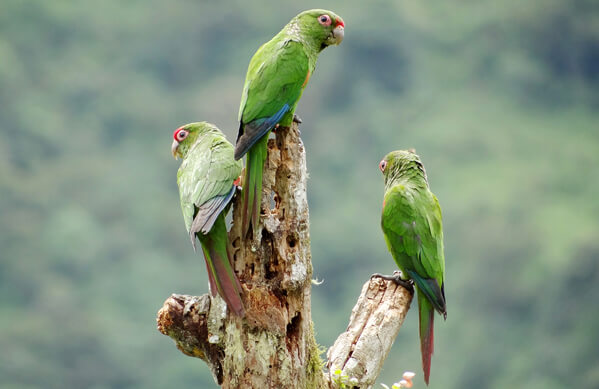 El Oro Parakeet, Francisco Sornoza