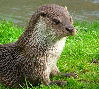 Eurasian otter by Catherine Trigg